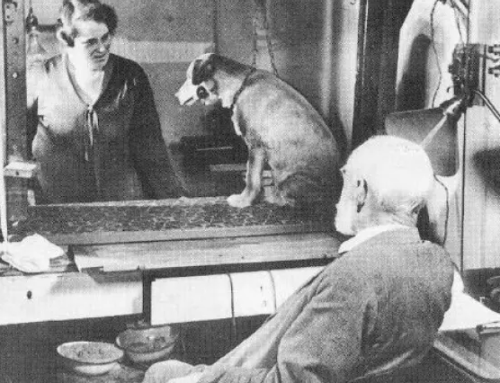 Did Pavlov’s experiment also condition reinforcement learning?