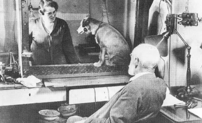 Did Pavlov’s experiment also condition reinforcement learning?